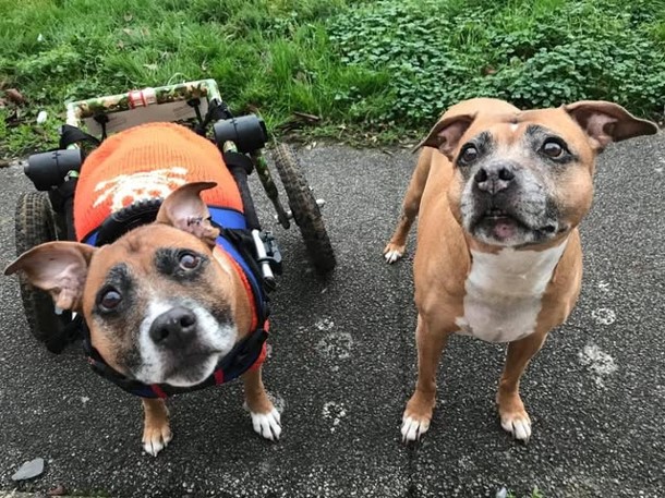 Winston-and-Daisy.jpg