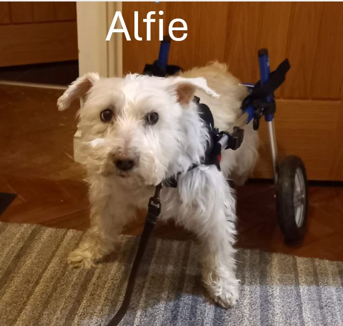 Alfie.jpg