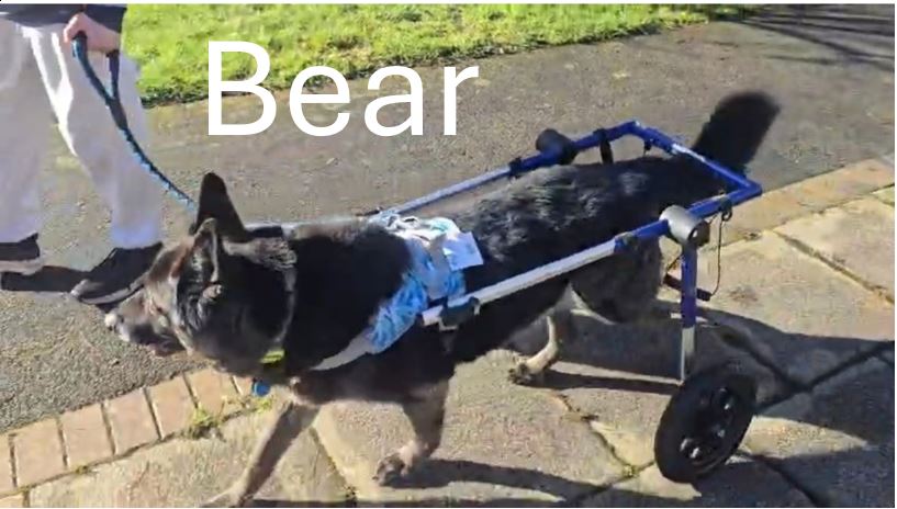Bear.jpg
