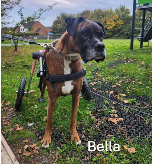 Bella-2.jpg