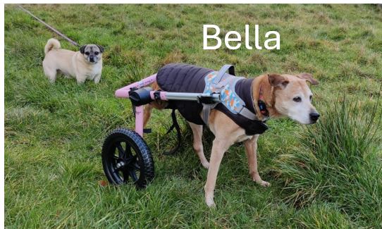 Bella.jpg