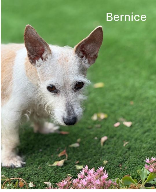 Bernice.jpg