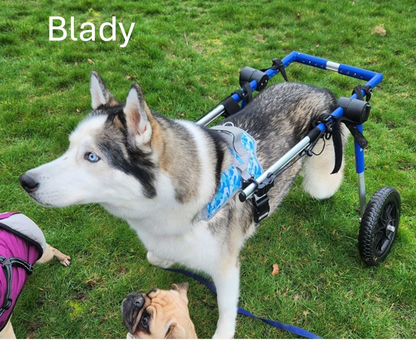 Blady.jpg