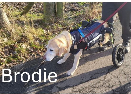 Brodie.jpg