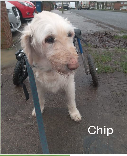 Chip.jpg