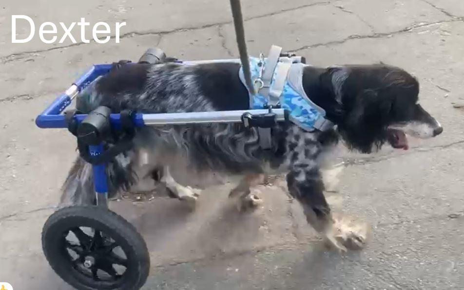 Dexter.jpg