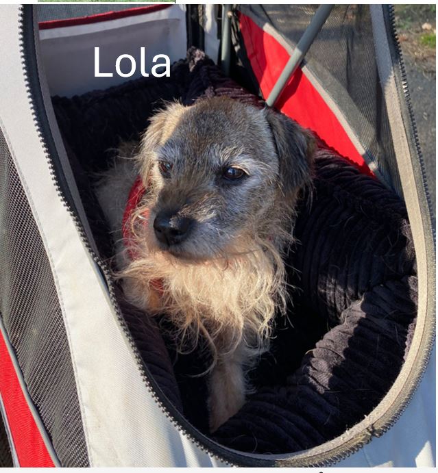 Lola.jpg