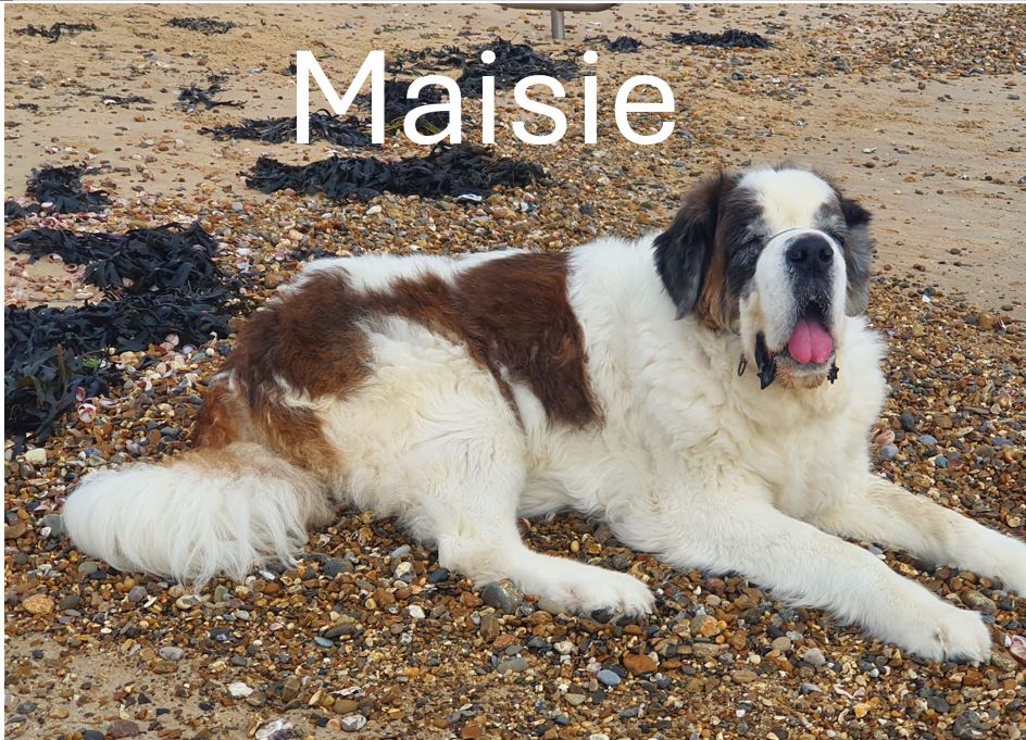 Maisie-2.jpg