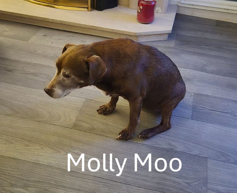 Molly-Moo.jpg