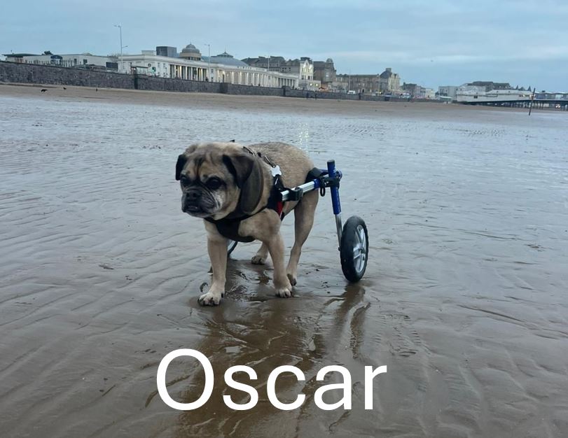 Oscar.jpg