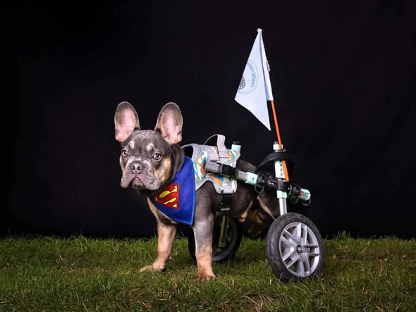 Percy-1.jpg