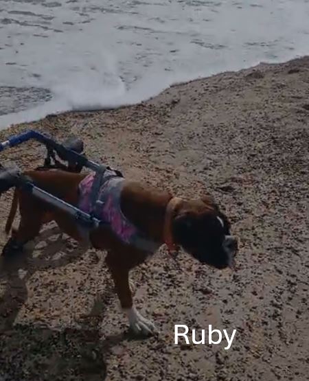 Ruby2.jpg