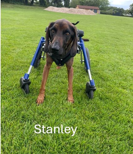 Stanley.jpg
