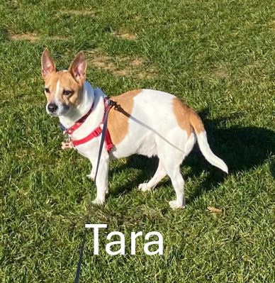 Tara.jpg