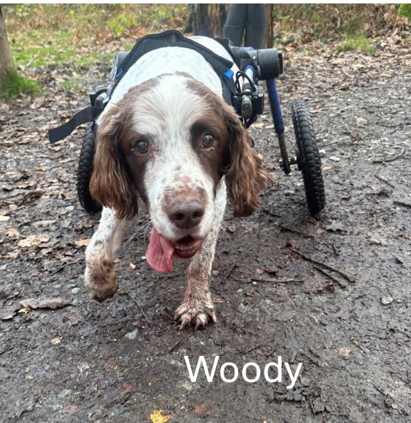 Woody.jpg