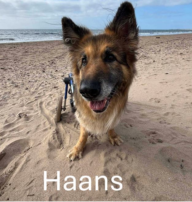 Haans.jpg
