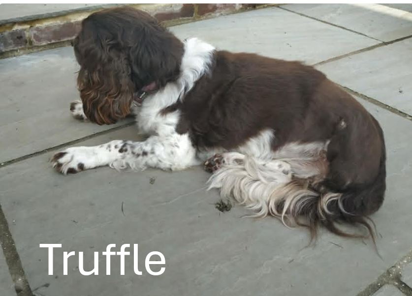 Truffle.jpg