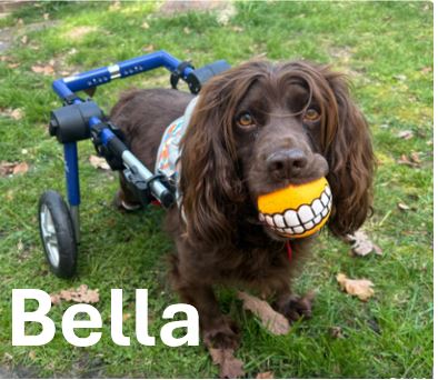 Bella.jpg