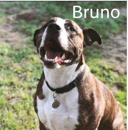Bruno.jpg