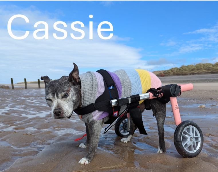 Cassie.jpg