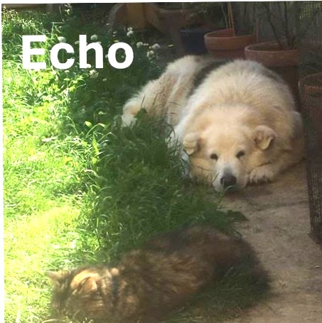 Echo.jpg