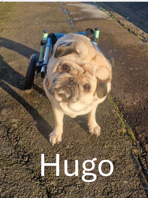 Hugo.jpg