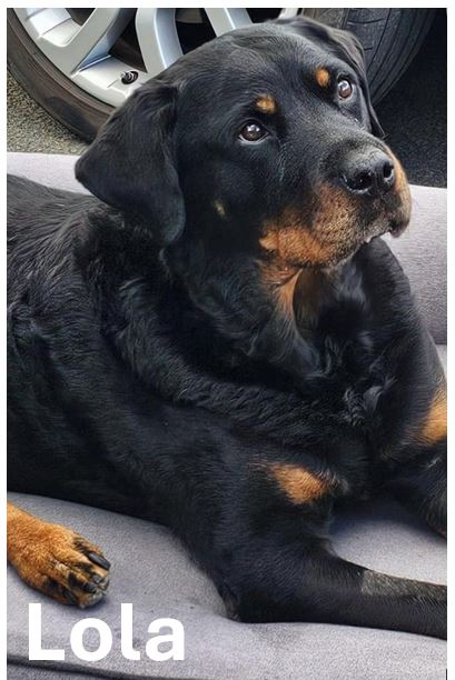Lola.jpg