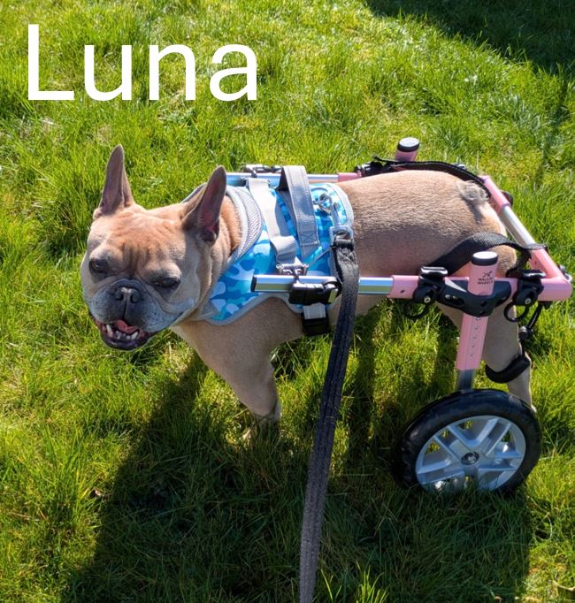 Luna.jpg