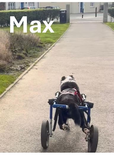 Max.jpg