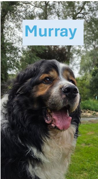 Murray.jpg