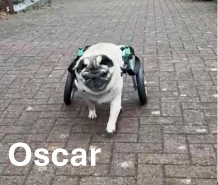 Oscar.jpg