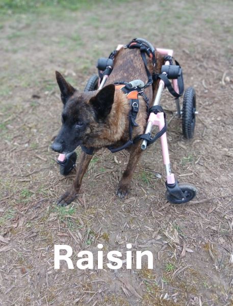 Raisin.jpg
