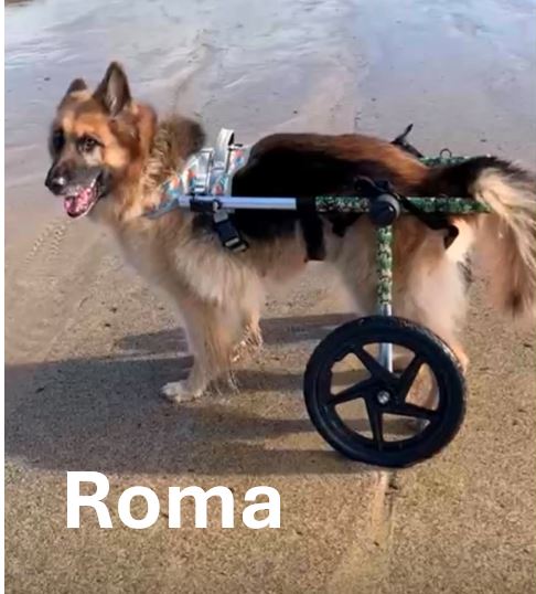 Roma.jpg