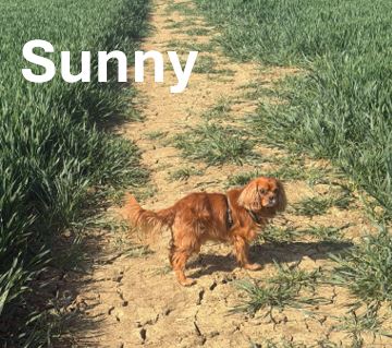 Sunny.jpg