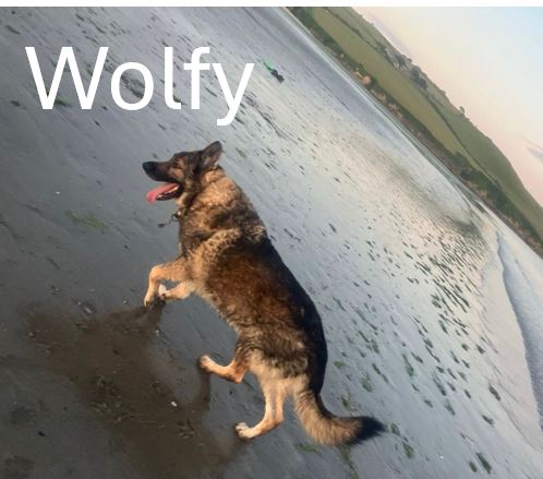 Wolfy.jpg