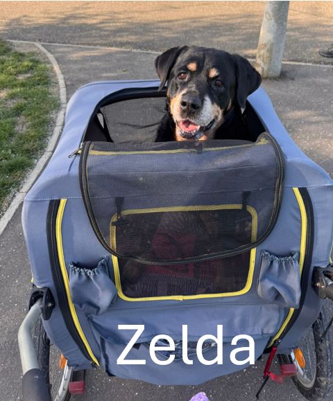 Zelda.jpg