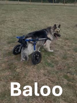 Baloo.jpg