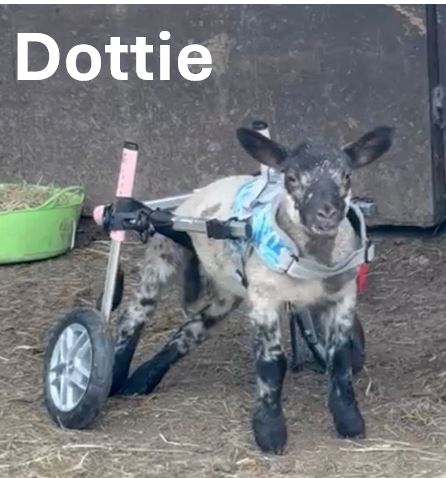 Dottie.jpg