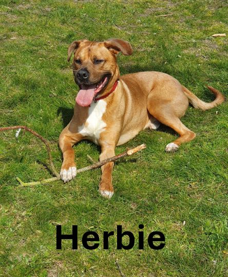 Herbie.jpg
