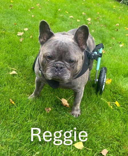 Reggie.jpg