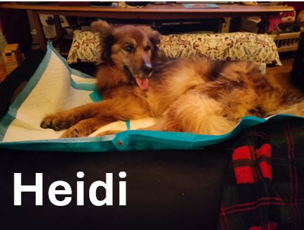 hEIDI.jpg