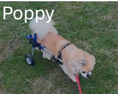 10.-Poppy.jpg