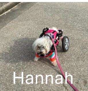 11.-Hannah.jpg
