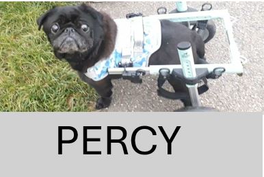 12.-Percy.jpg