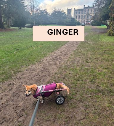 15.-Ginger.jpg
