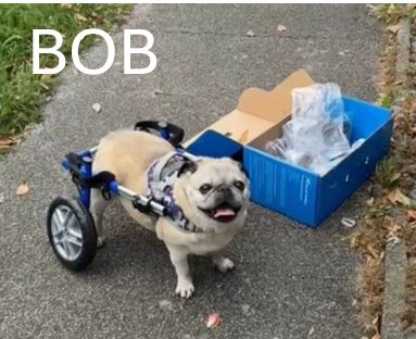 4.-Bob.jpg