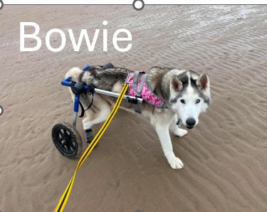 7.-Bowie.jpg