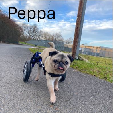 8.-Peppa.jpg