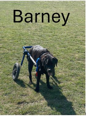9.-Barney.jpg
