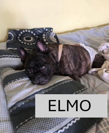 Elmo.jpg